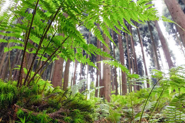 如何利用生物進(jìn)行環(huán)境監(jiān)測？